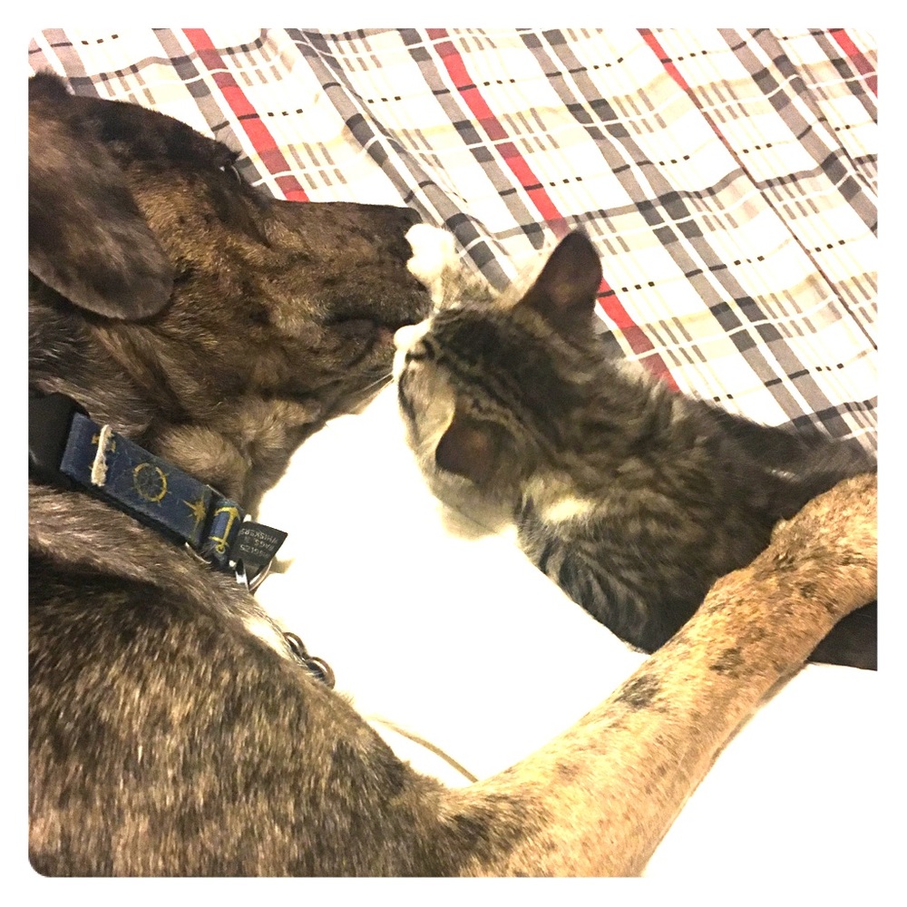 Please Read before purchase